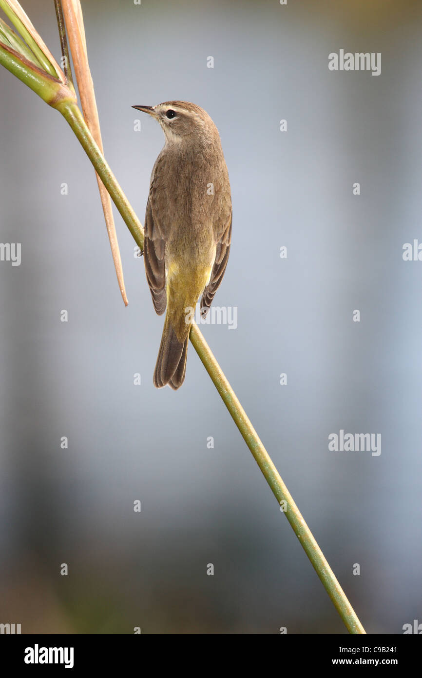 Palm Warbler Paruline d'Amérique du Nord Banque D'Images Palm Warbler Paruline d'Amérique du Nord Banque D'Images