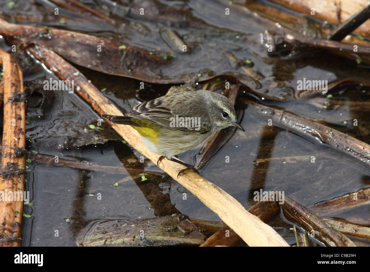 Palm Warbler Paruline d'Amérique du Nord Banque D'Images Palm Warbler Paruline d'Amérique du Nord Banque D'Images