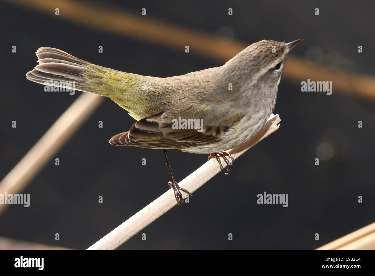 Palm Warbler Paruline d'Amérique du Nord Banque D'Images Palm Warbler Paruline d'Amérique du Nord Banque D'Images