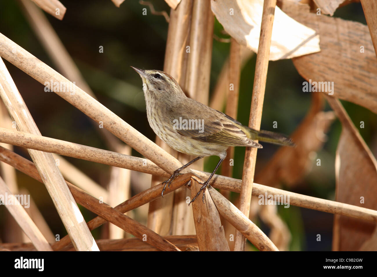 Palm Warbler Paruline d'Amérique du Nord Banque D'Images Palm Warbler Paruline d'Amérique du Nord Banque D'Images