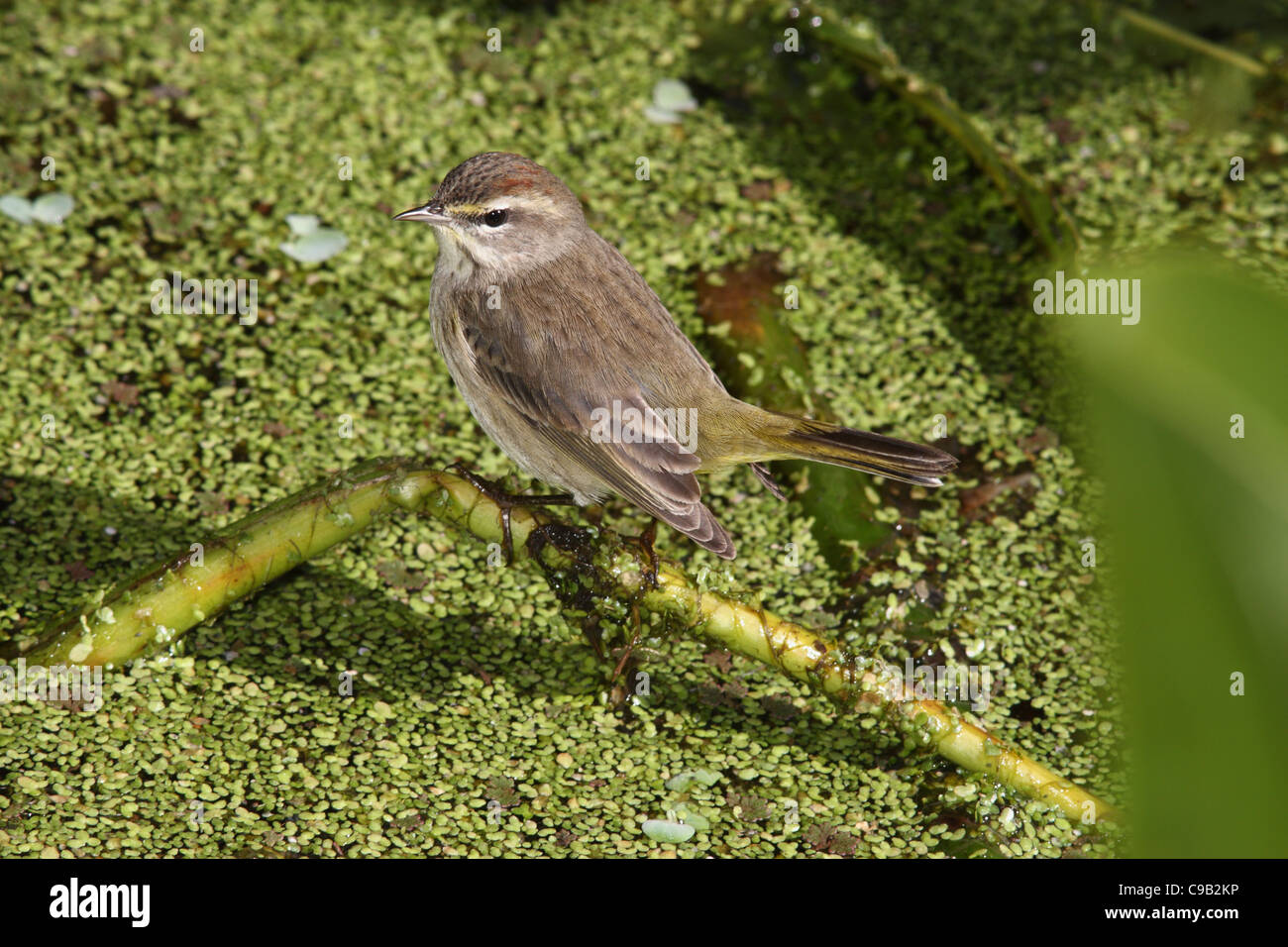 Palm Warbler Paruline d'Amérique du Nord Banque D'Images Palm Warbler Paruline d'Amérique du Nord Banque D'Images