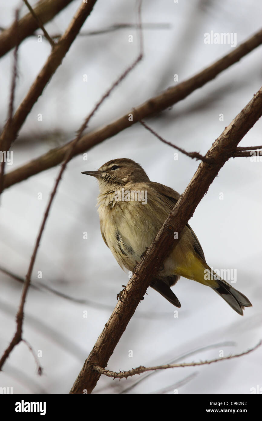 Palm Warbler Paruline d'Amérique du Nord Banque D'Images Palm Warbler Paruline d'Amérique du Nord Banque D'Images
