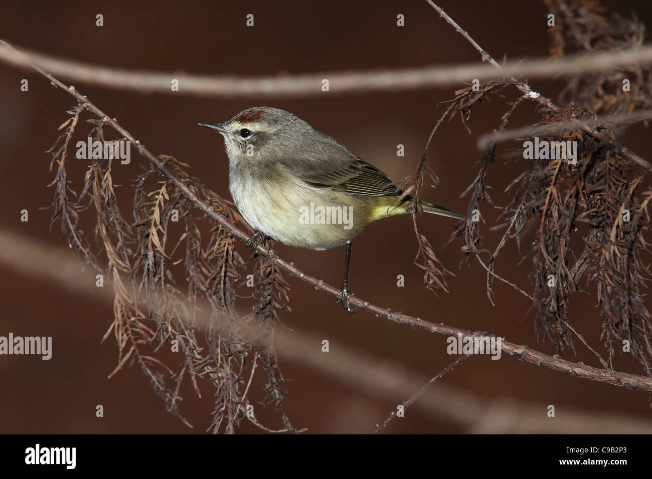 Palm Warbler Paruline d'Amérique du Nord Banque D'Images Palm Warbler Paruline d'Amérique du Nord Banque D'Images