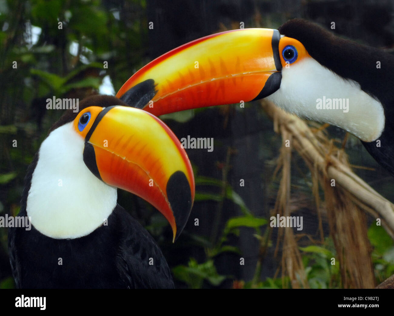TOUCANS TOCO AU PARC DES OISEAUX DU BRÉSIL, IGUAZU Banque D'Images