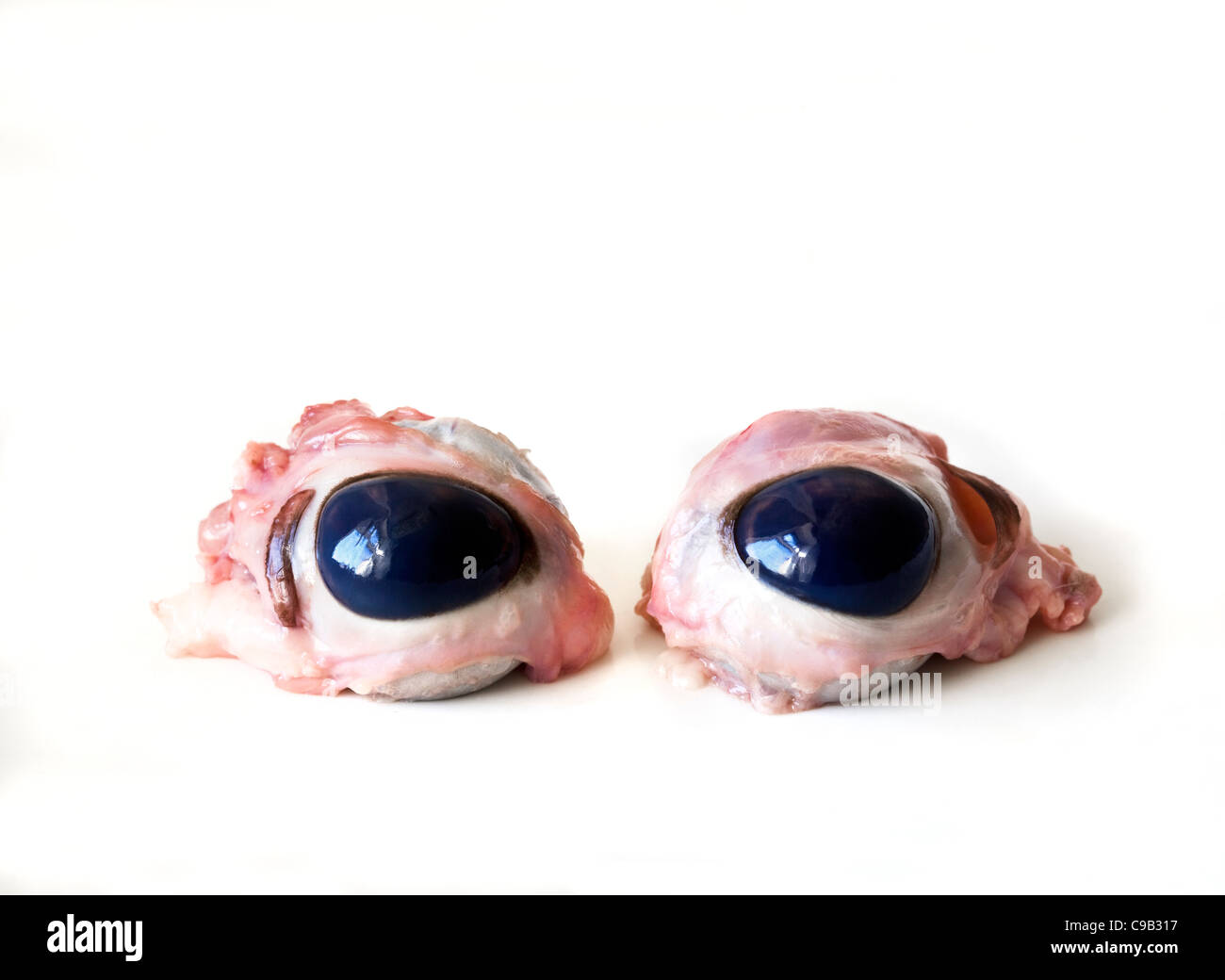 Les globes oculaires des chèvres - un mets particulièrement au Moyen-Orient, mais aussi un exemple de nez à la queue de manger Banque D'Images