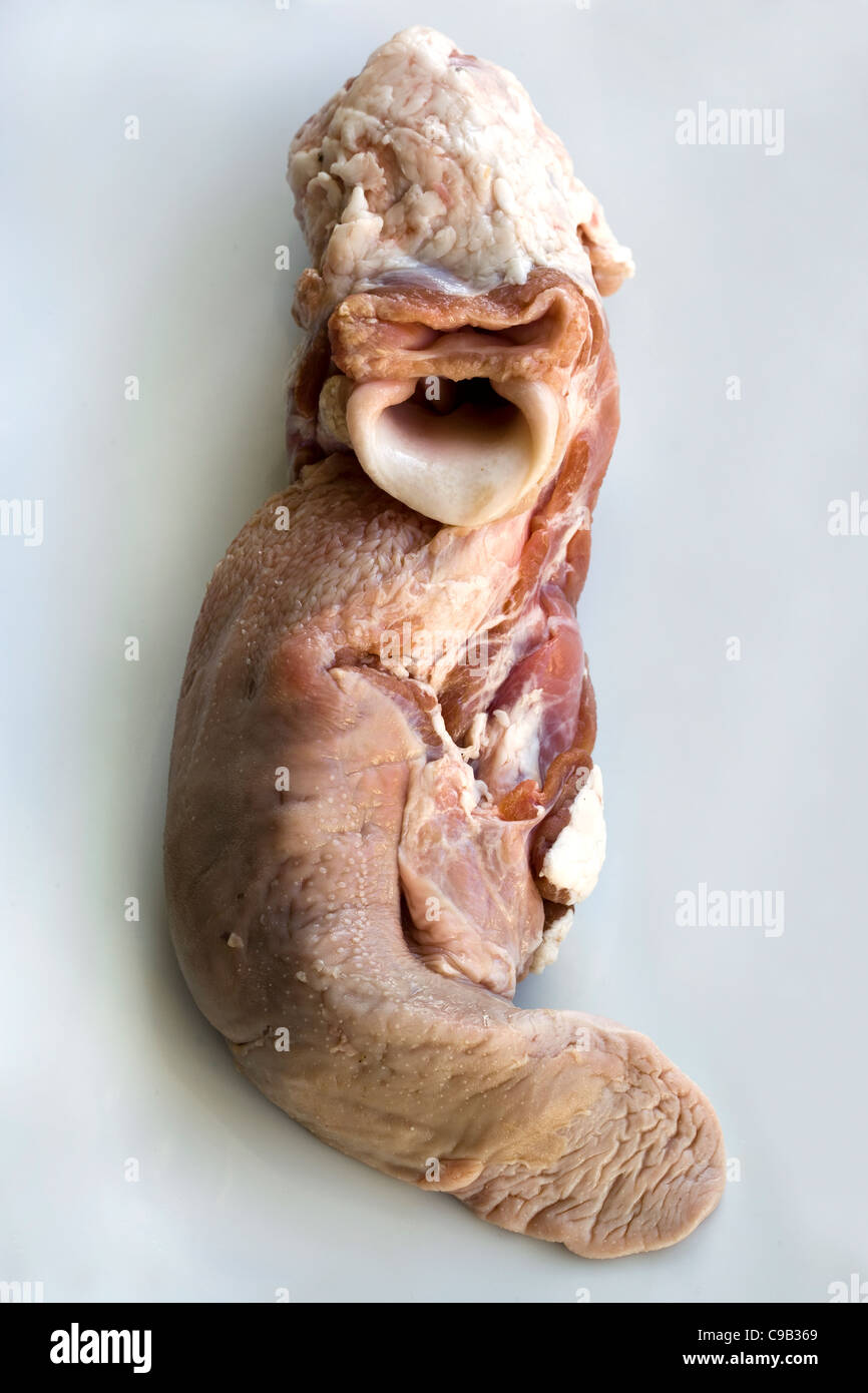 Langue de mouton ou d'agneau avec Gullet - un exemple de la nourriture étrange ou bizarre mangée par les gens du monde entier Banque D'Images