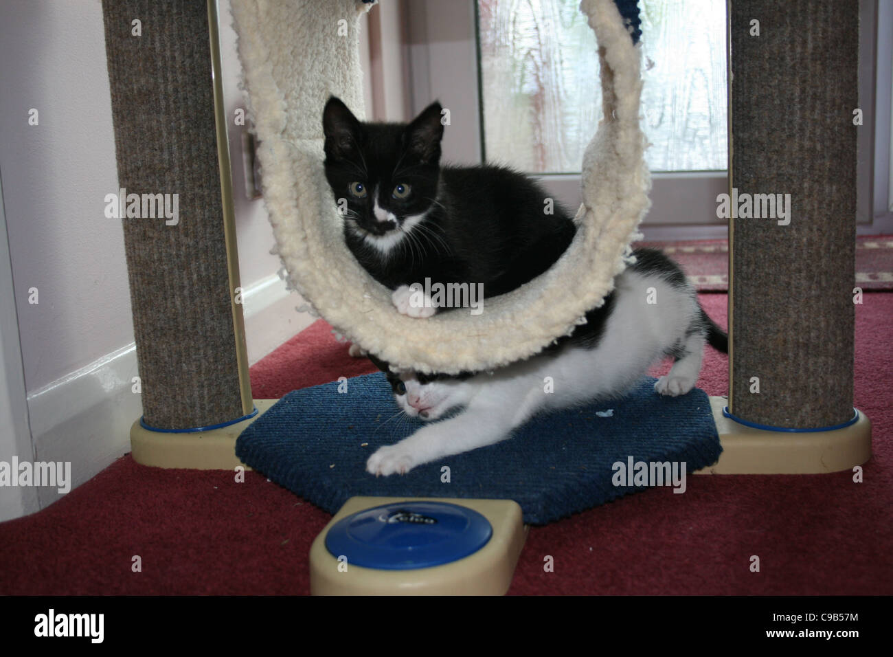 Chaton noir et blanc chat en tunnel d'escalade tandis que les blancs et noirs kitten playing sous . Banque D'Images