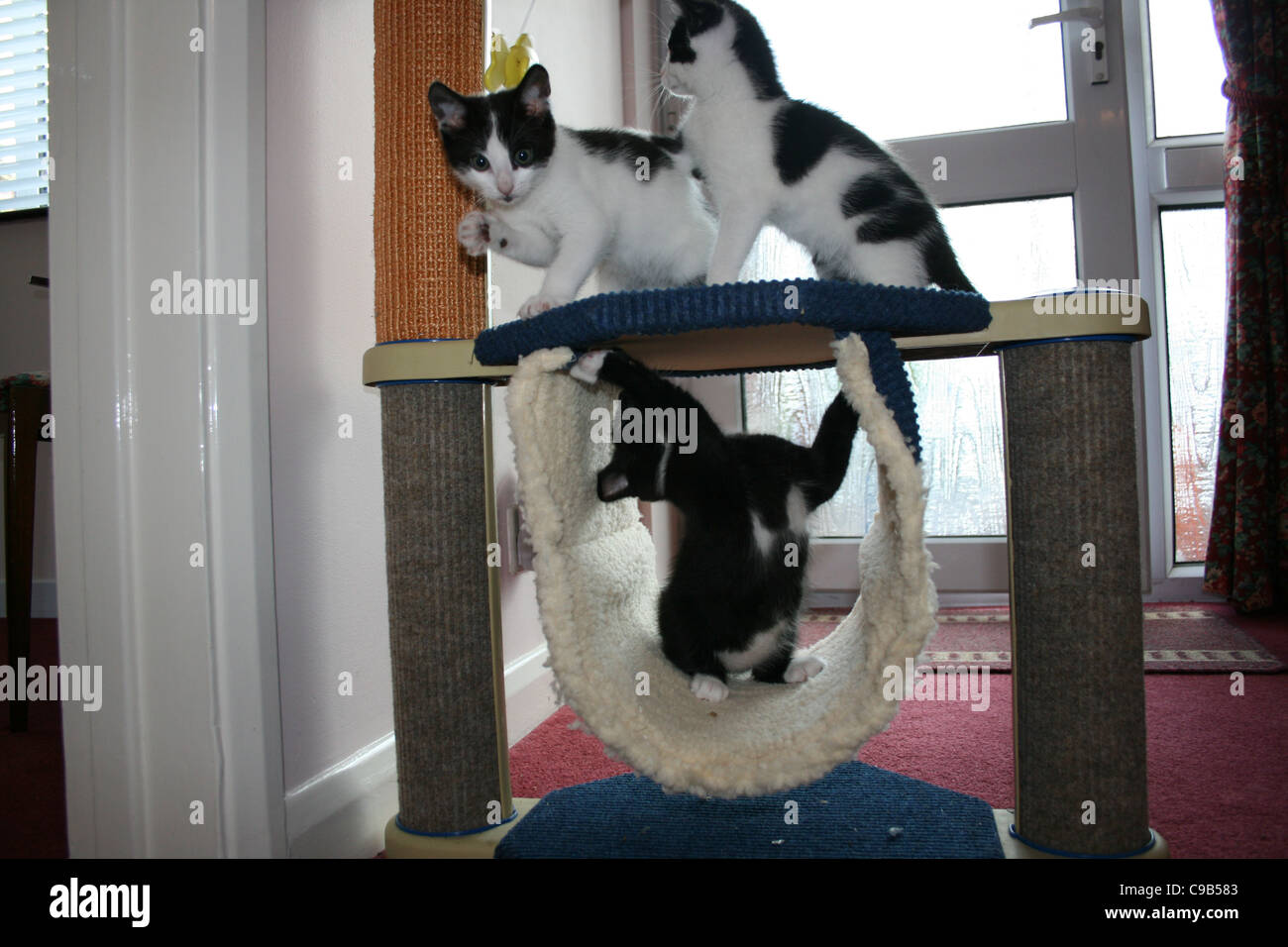 Deux chatons noir et blanc jouant sur le dessus sur cat escalade alors que black kitten playing cat en sous tunnel. Banque D'Images