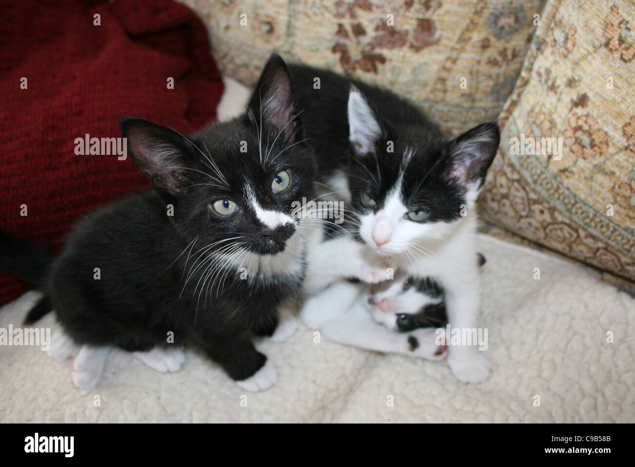 Chatons noir et blanc chaton un bus en vertu de l'un d'eux sur molleton blanc sur canapé avec coussins rouges. Banque D'Images