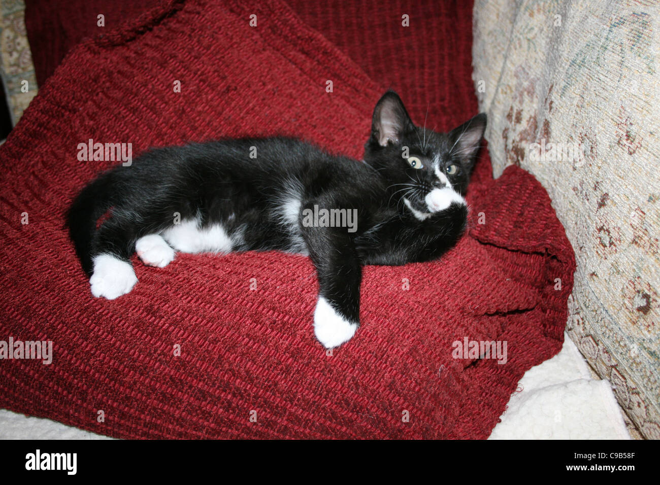Chaton noir et blanc avant de lécher tour reposant sur un coussin rouge sur un canapé. Banque D'Images