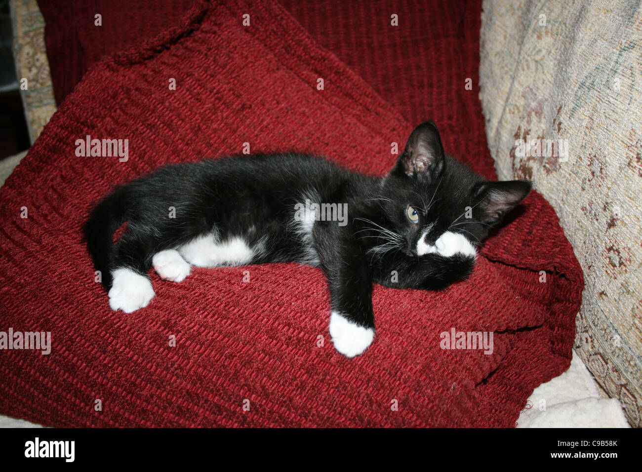 Chaton noir et blanc de l'œil gauche frottant avec paw reposant sur un coussin rouge sur un canapé. Banque D'Images