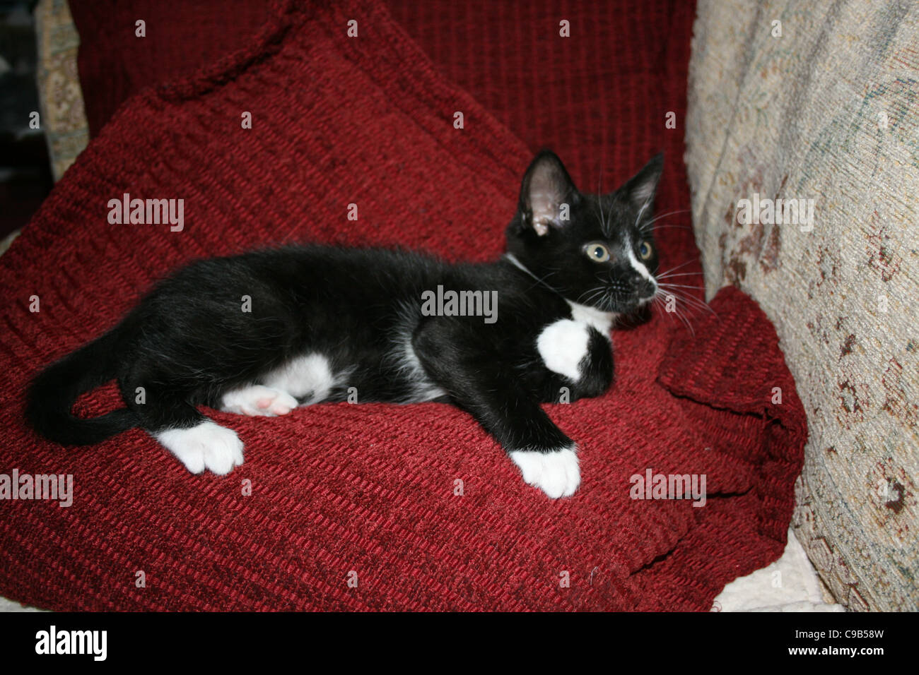 Chaton noir et blanc reposant sur un coussin rouge sur un canapé. Banque D'Images