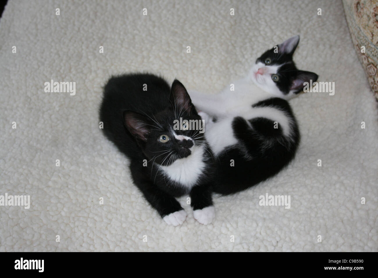 Chatons noir et blanc jusqu'à la toison blanche sur un canapé. Banque D'Images