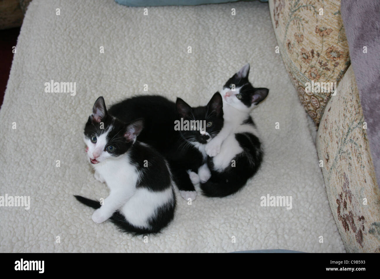 Deux chatons blancs et noirs avec black kitten sitting on sofa with white toison. Banque D'Images