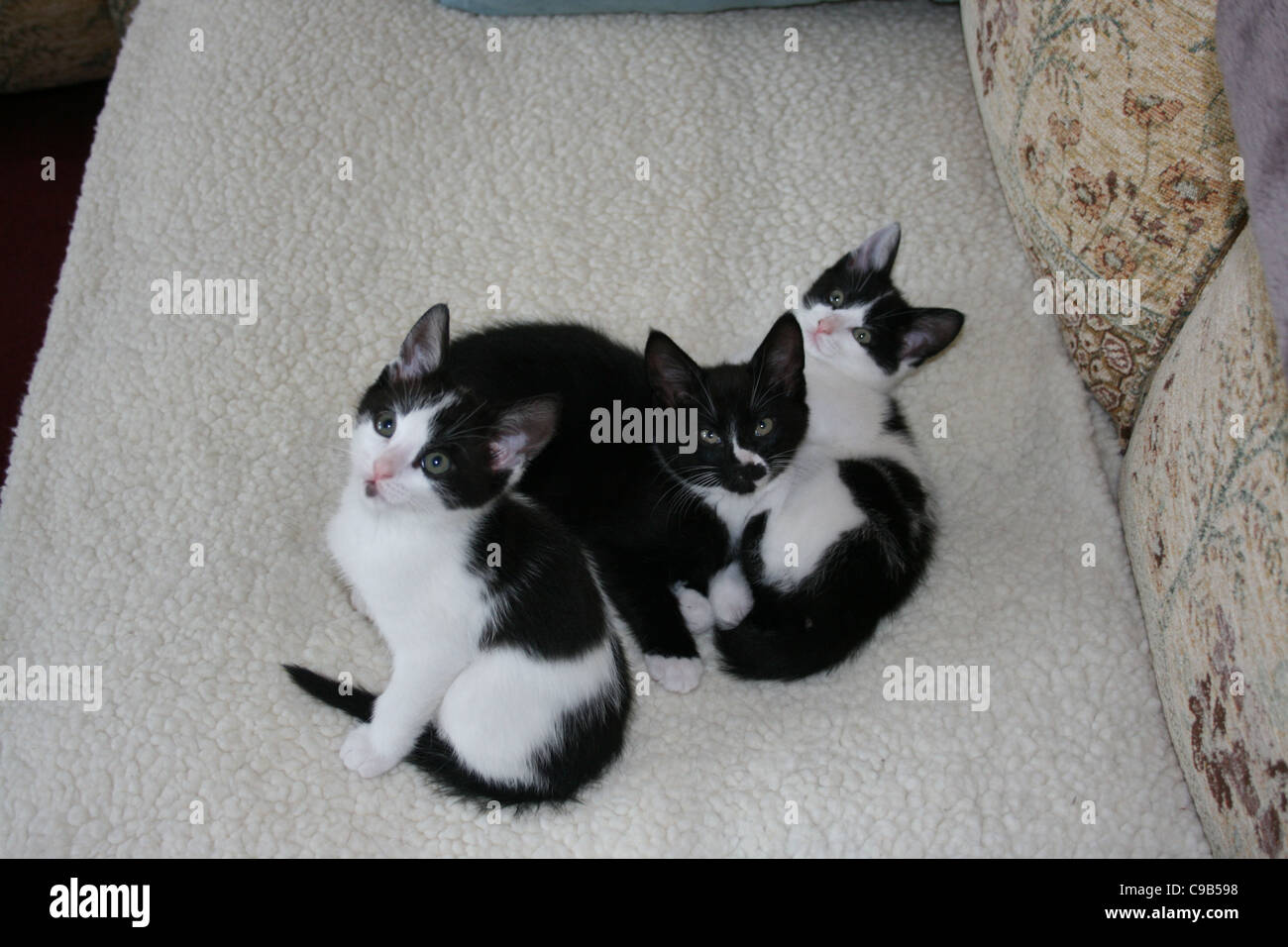 Deux chatons noirs et blanc avec noir chaton au milieu sur canapé avec toison blanche. Banque D'Images