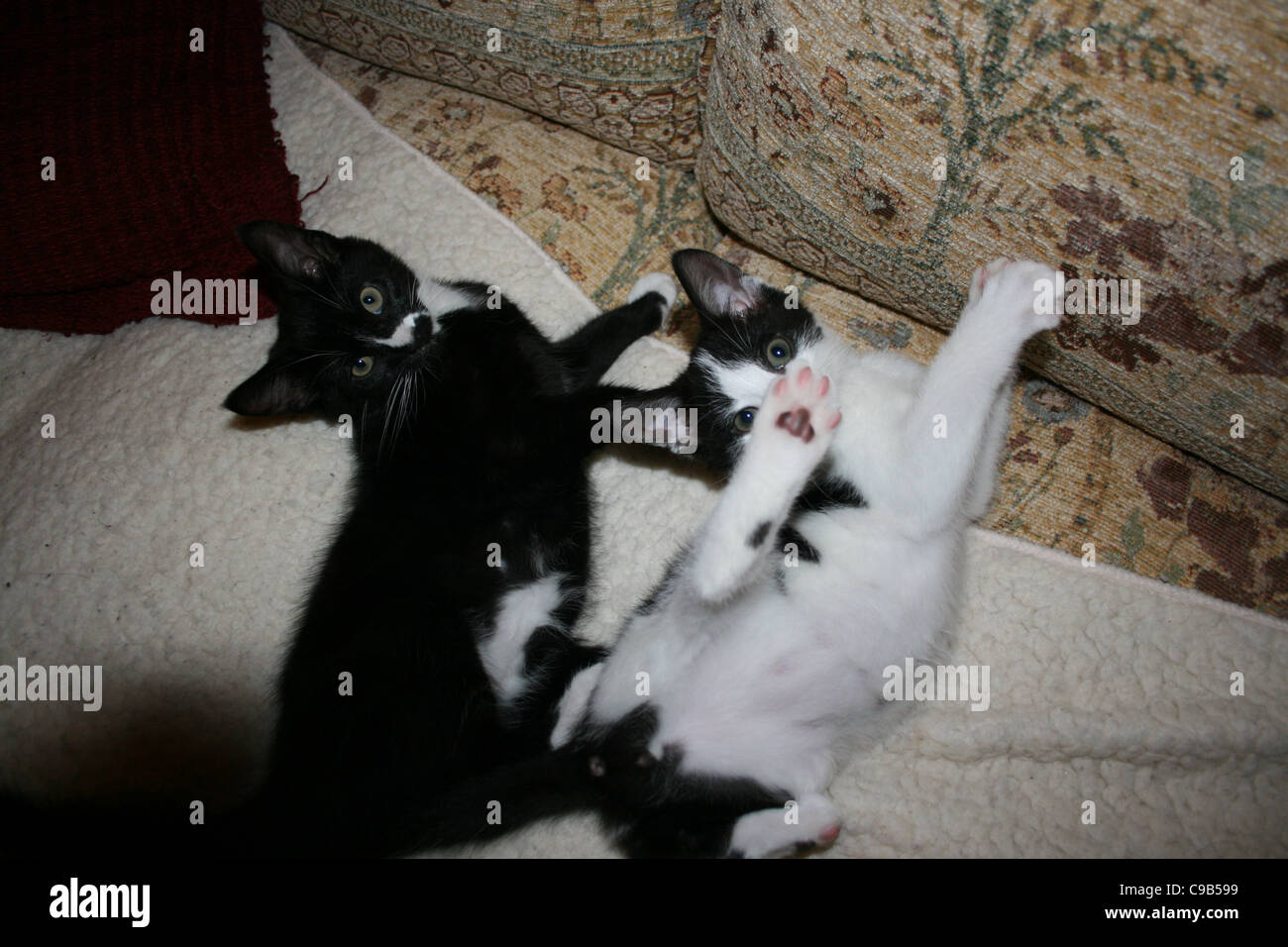 Chaton noir reposant sur canapé avec toison blanche regarder blanc et noir avec de l'air des coups de chaton de l'arrière de la jambe. Banque D'Images