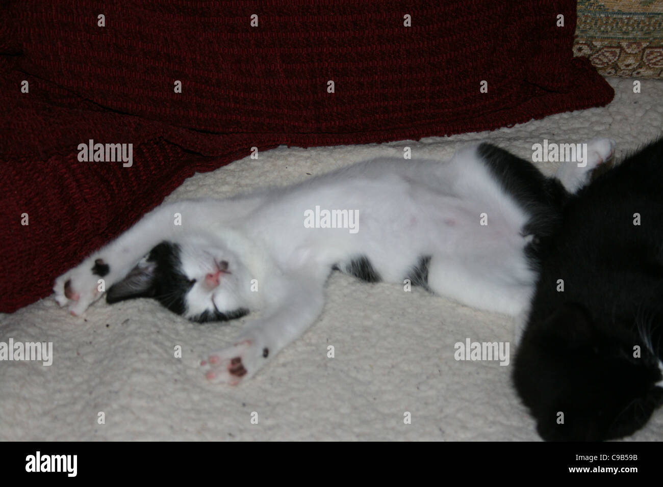 Chaton noir et blanc spread eagle endormi sur le canapé en polaire blanc coussins rouge foncé en arrière-plan et l'arrière chaton vient juste de partir. Banque D'Images