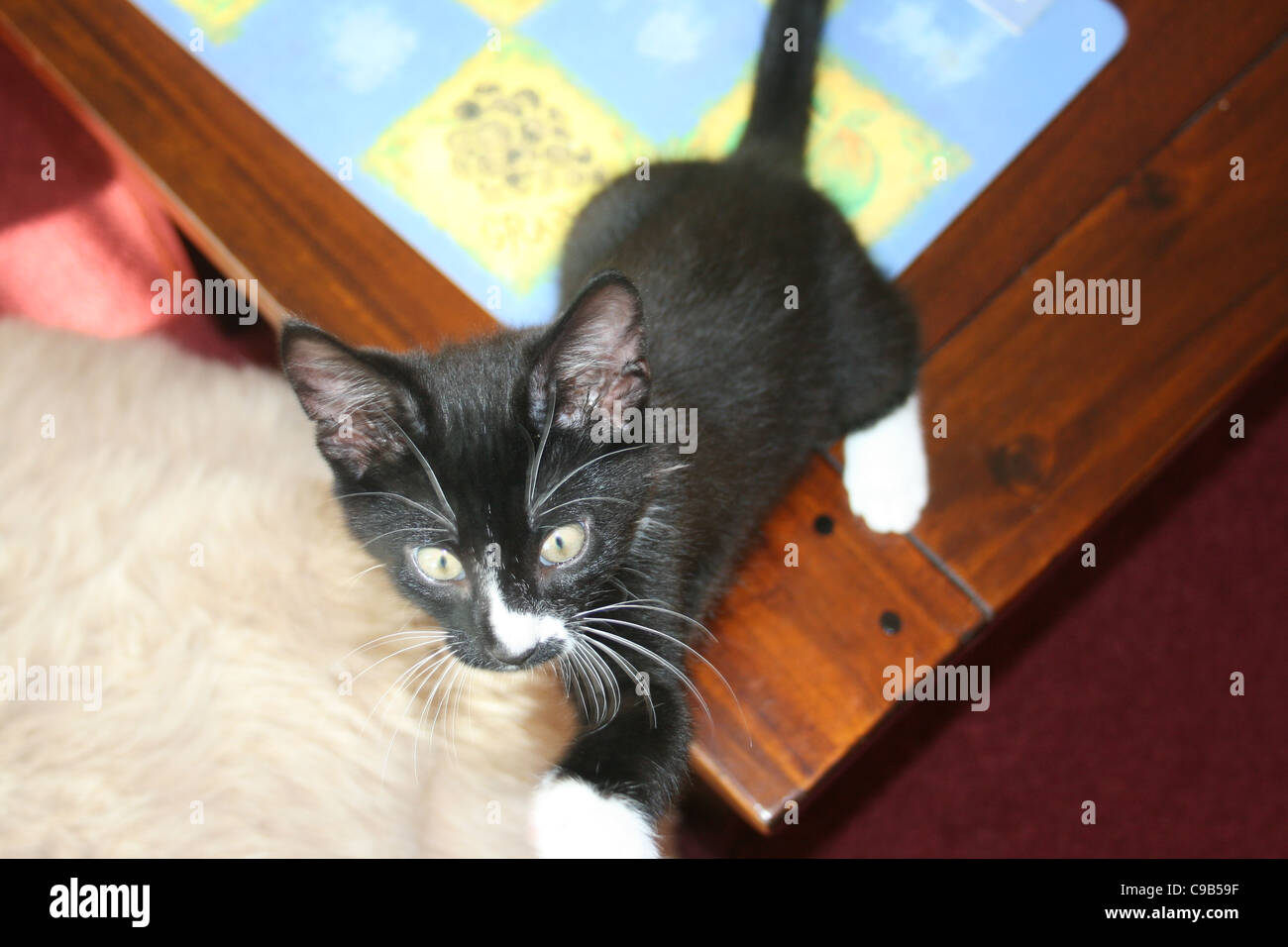 Chaton noir et blanc debout sur une table basse blanc bleu et jaune tapis de table en arrière-plan et beige bouffée par côté. Banque D'Images