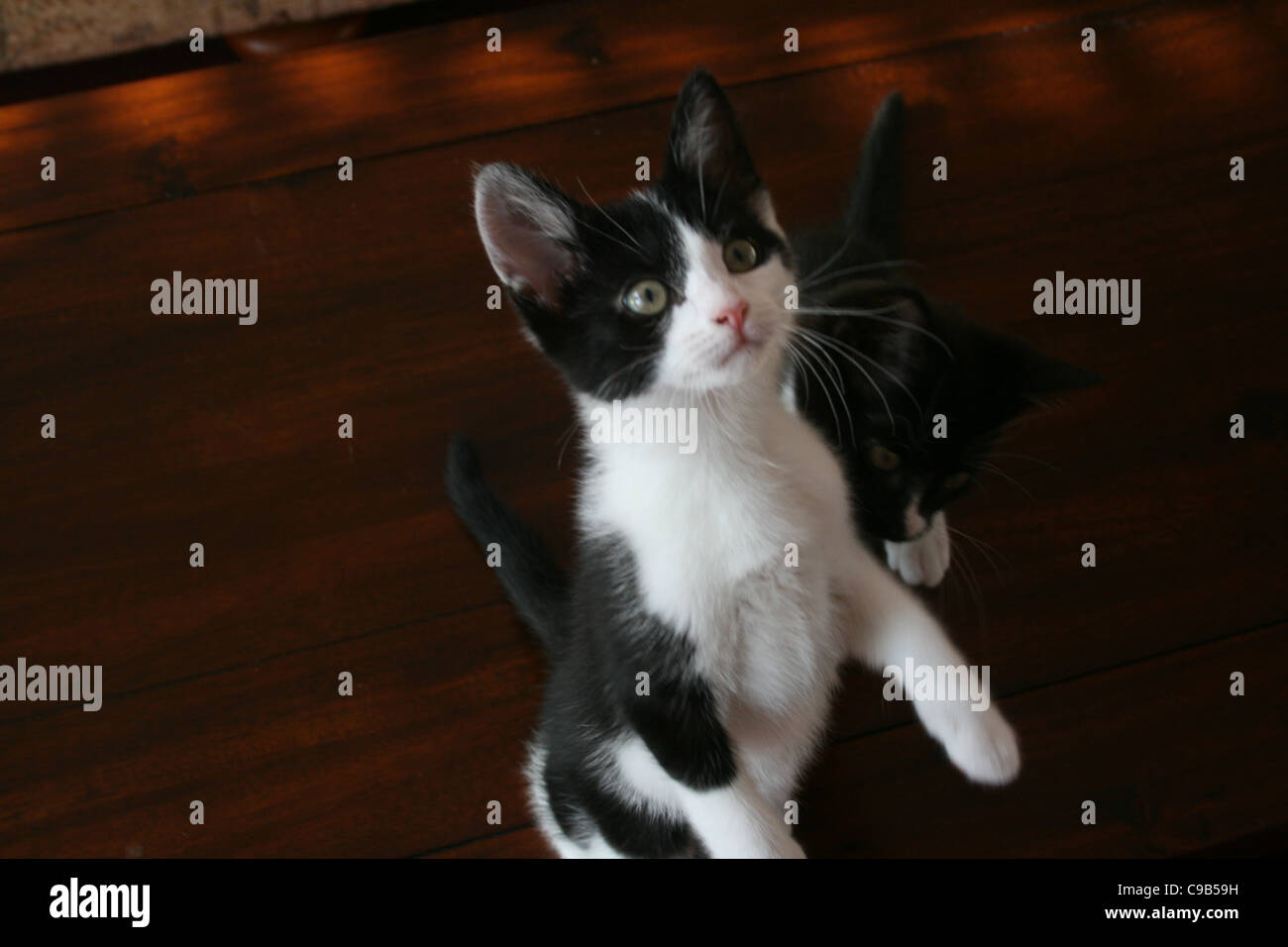 Chaton noir et blanc debout sur ses pattes sur une table basse en bois sombre. Banque D'Images