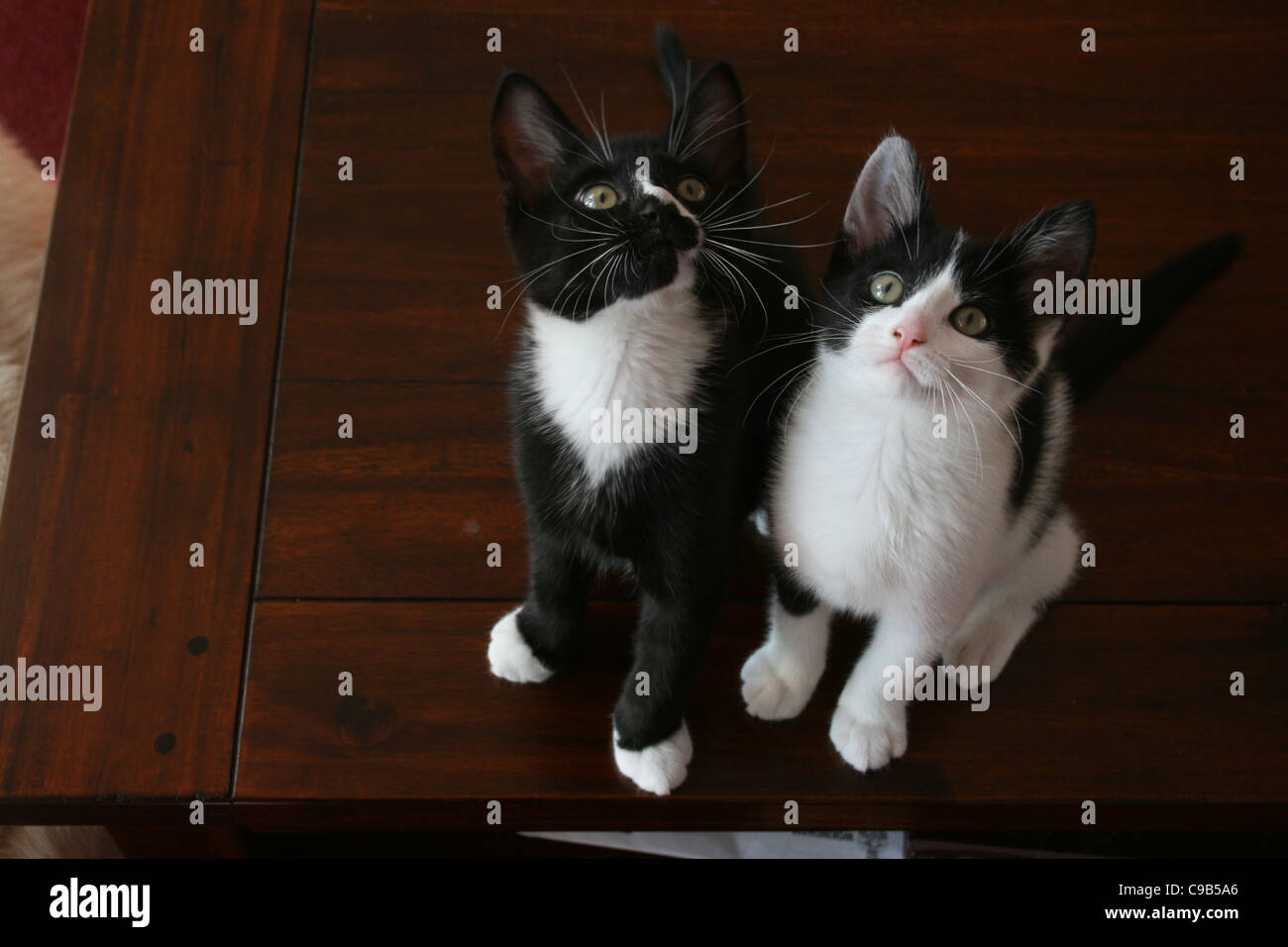 Chat chaton noir avec le nez et la poitrine de blanc avec noir et blanc chat chaton assis sur une table basse en bois sombre. Banque D'Images