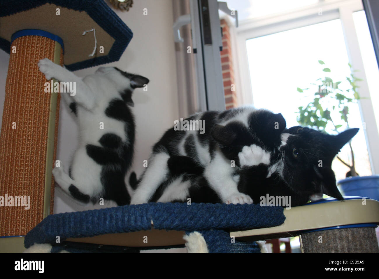 Chaton noir et blanc se bat cat kitten cat noir avec pattes blanches et troisième chaton chat grimpe à cat d'escalade. Banque D'Images