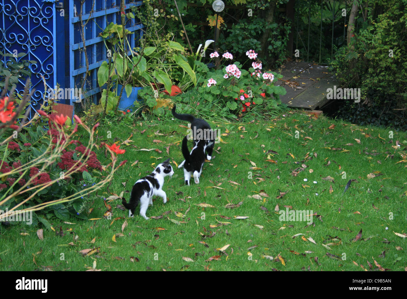 Deux chatons noir et blanc et d'un chaton noir explorer le jardin pour la première fois. Banque D'Images