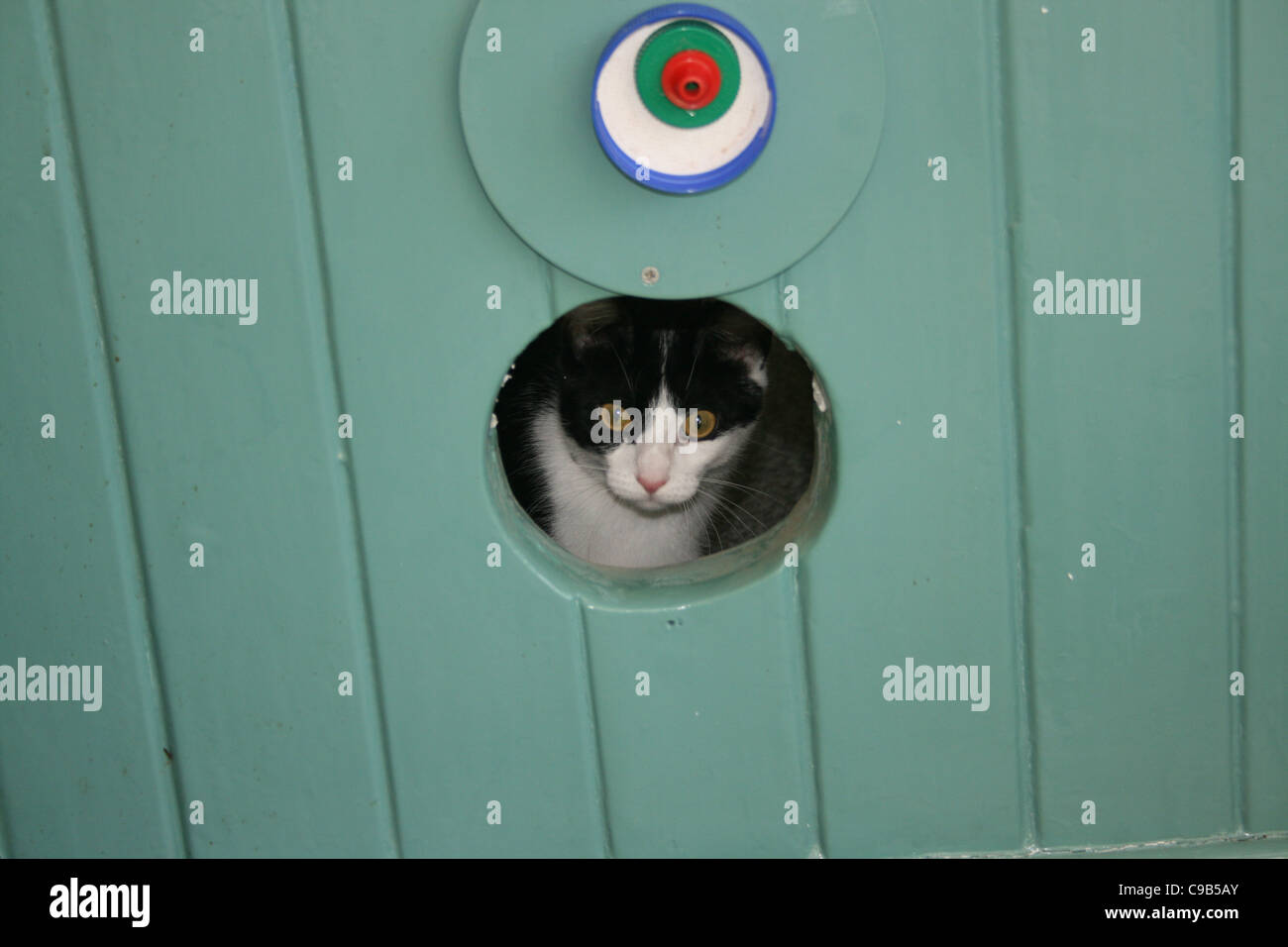 Chat chaton noir et blanc lorgnant par le trou de la porte verte avec de l'art encore au-dessus de la tête. Banque D'Images