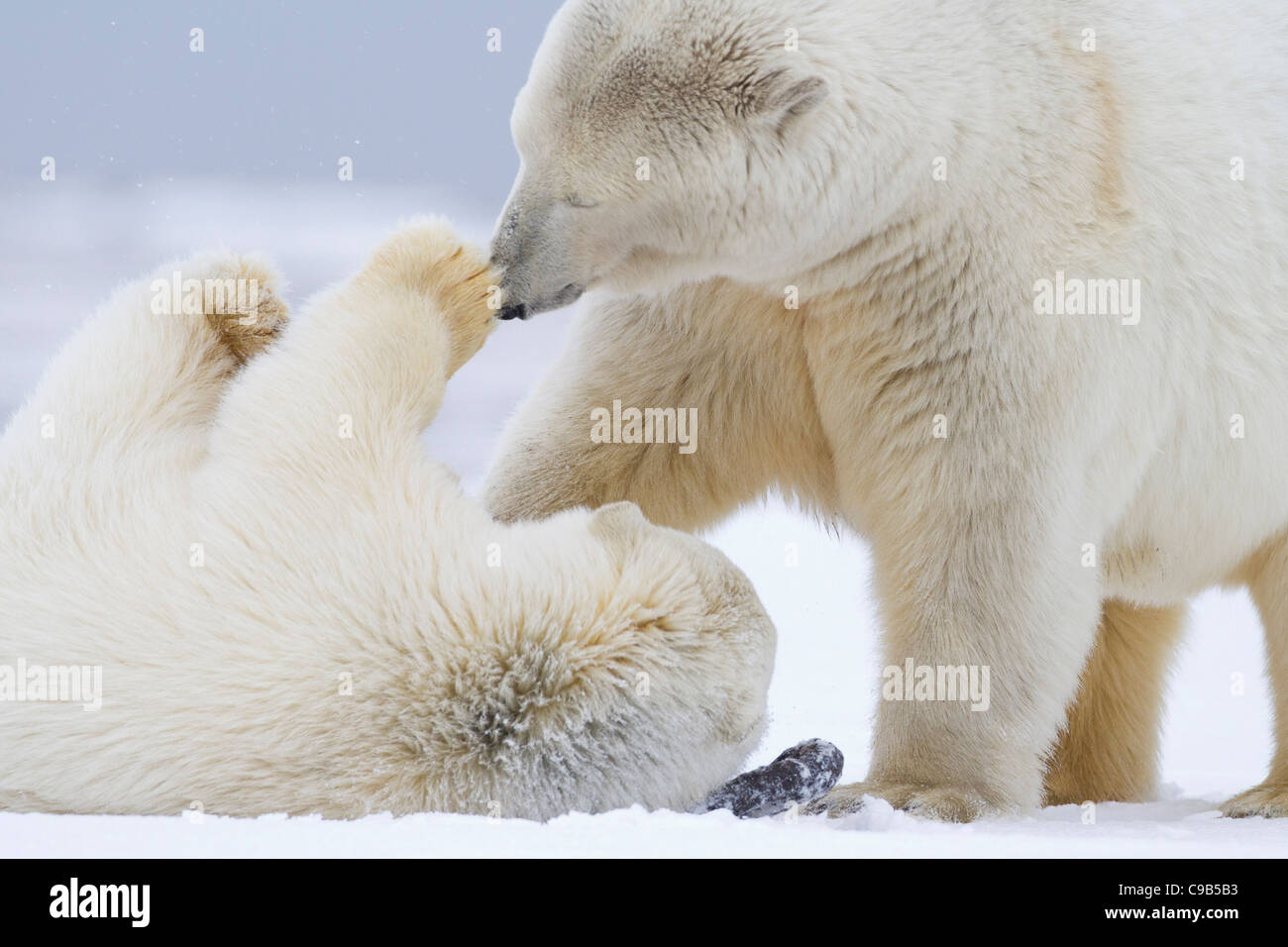 L ours Polaire Ursus Maritimus M re Avec Cub Jouent Dans La Neige Sur l-ours-polaire-ursus-maritimus-m-re-avec-cub-jouent-dans-la-neige-sur