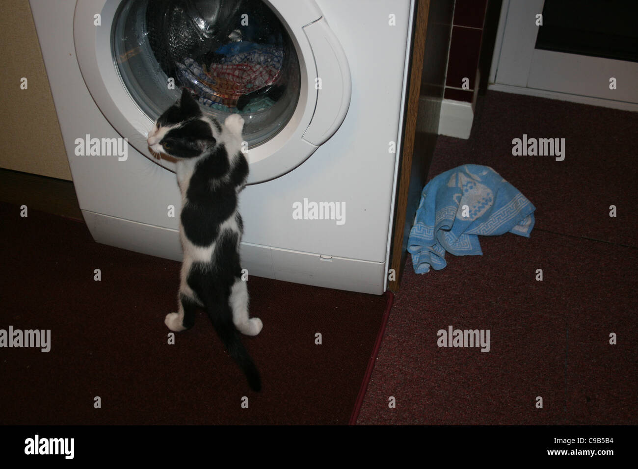 Chat chaton noir et blanc jusqu'à l'article en Lave linge vue lave-linge. Banque D'Images