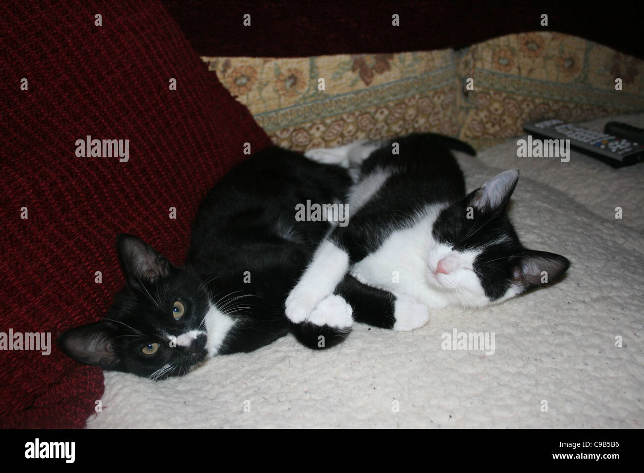 Chat chaton noir et blanc endormi sur molleton blanc avec black kitten cat reposant contre le rouge foncé des coussins. Banque D'Images