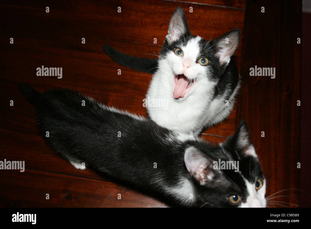 Chat chaton blanc et noir ayant un bâillement avec chat chaton noir et blanc en passant par le dark table basse en bois. Banque D'Images