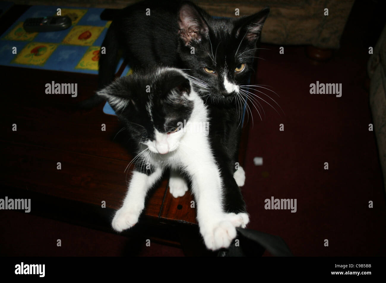 Chaton noir et blanc avec cat kitten cat noir sur une table basse en bois sombre. Banque D'Images