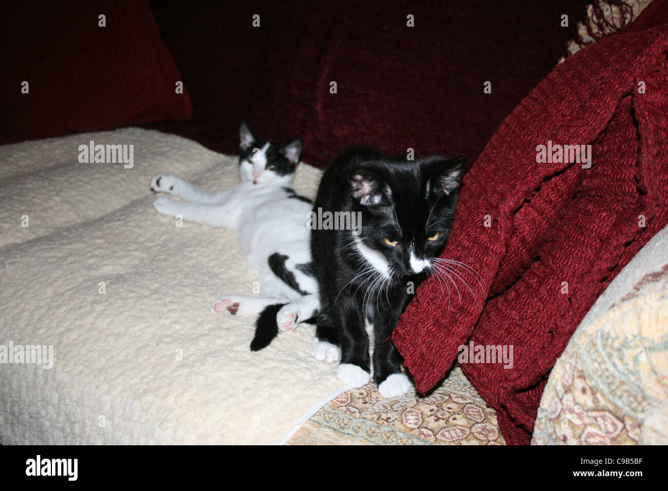 Chaton noir et blanc chat posant sur molleton blanc avec black kitten cat reposant contre coussins rouge foncé Banque D'Images