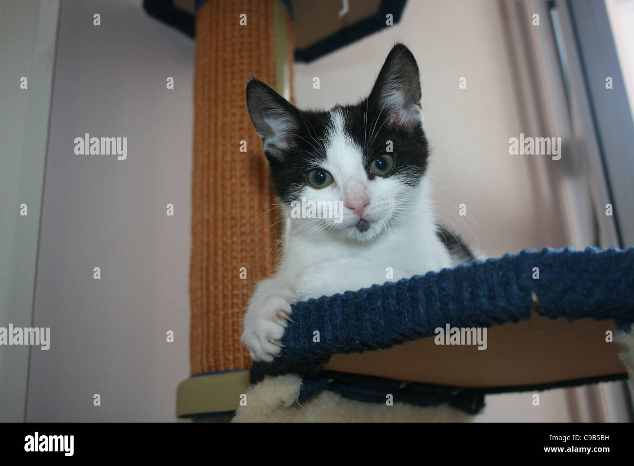 Chat chaton noir et blanc sur cat escalade Banque D'Images