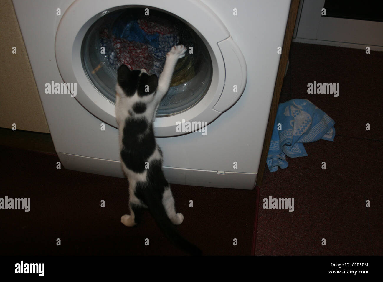 Chat chaton noir et blanc lavage en machine à laver à regarder. Banque D'Images