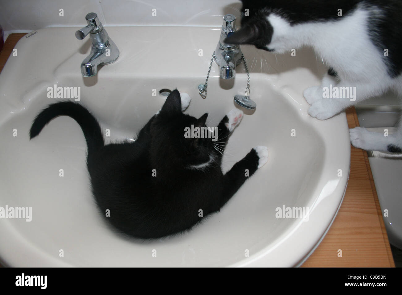Chaton Noir Chat jouant avec bouchon et chaîne de salle de bains lavabo avec chat femelle noir et blanc à la recherche sur Banque D'Images