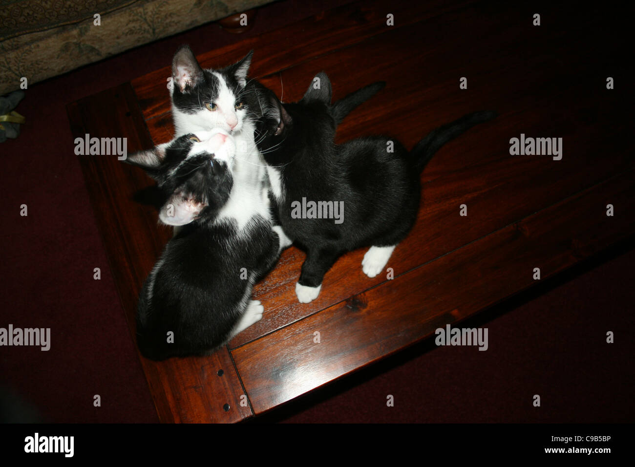 Trois chats chaton noir et blanc deux un noir avec pattes blanches assis sur une table basse en bois sombre à la recherche à l'autre. Banque D'Images
