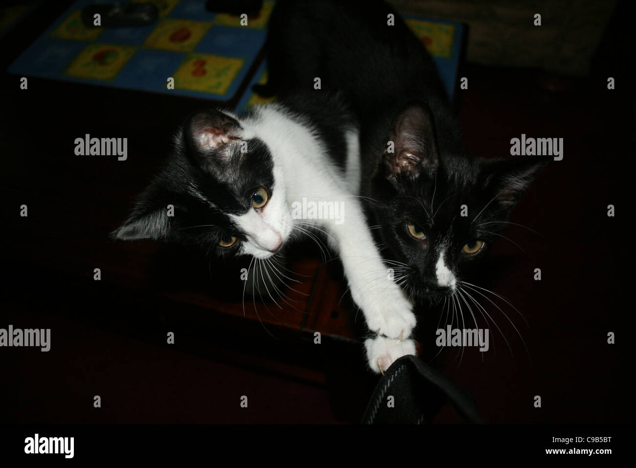 Chaton femelle noir et blanc et noir chat chaton mâle chat tentant de rapprocher le tissu. Banque D'Images