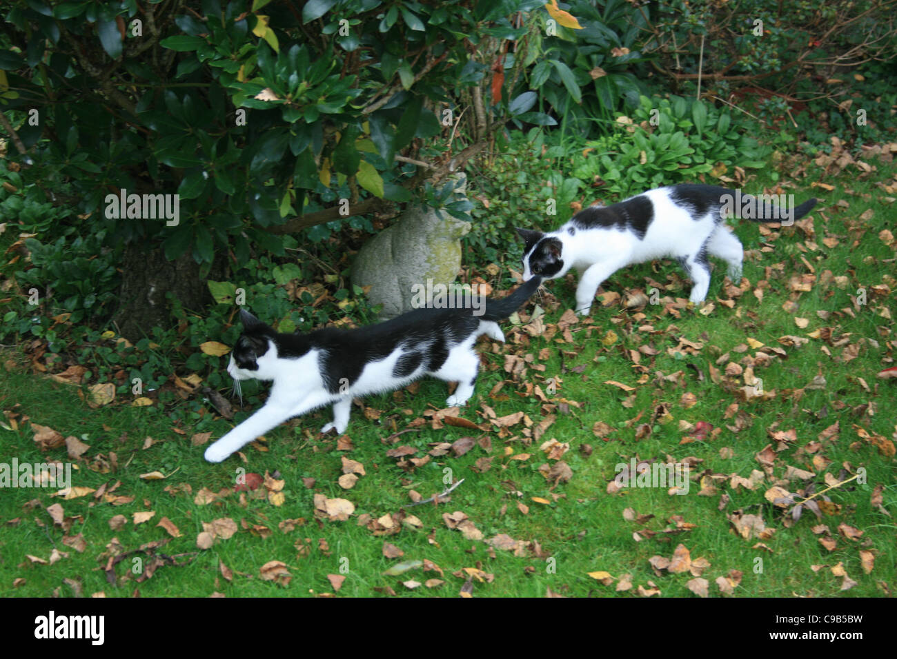 Les chats chaton noir et blanc jardin explorer les feuilles d'automne sur le terrain. Banque D'Images