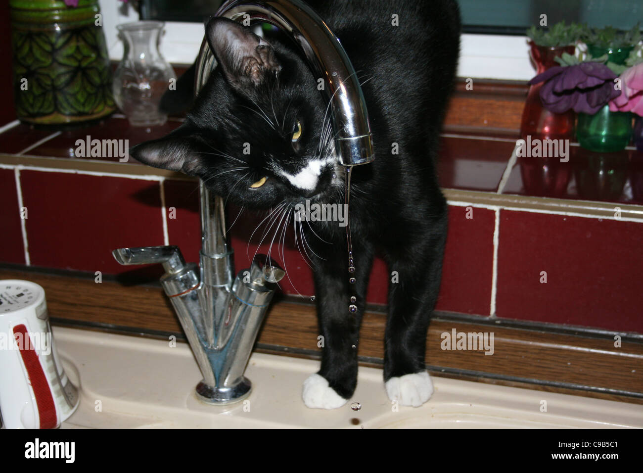 Chat mâle noir avec Blanc nez et pattes avant de boire du robinet de cuisine Banque D'Images