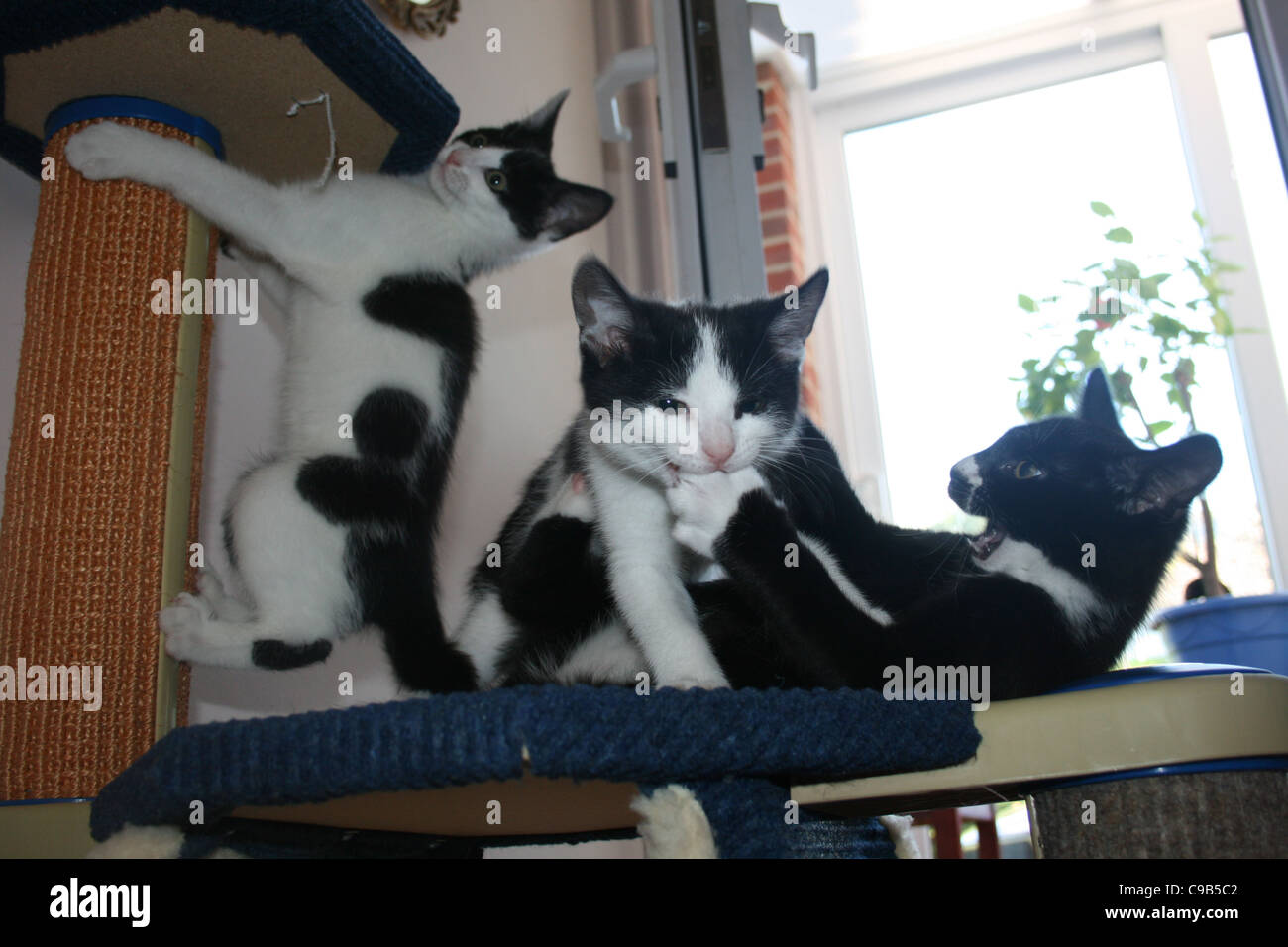 Trois chats chaton sur un châssis de chat noir et blanc chat mâle mordre paw de chat noir Banque D'Images