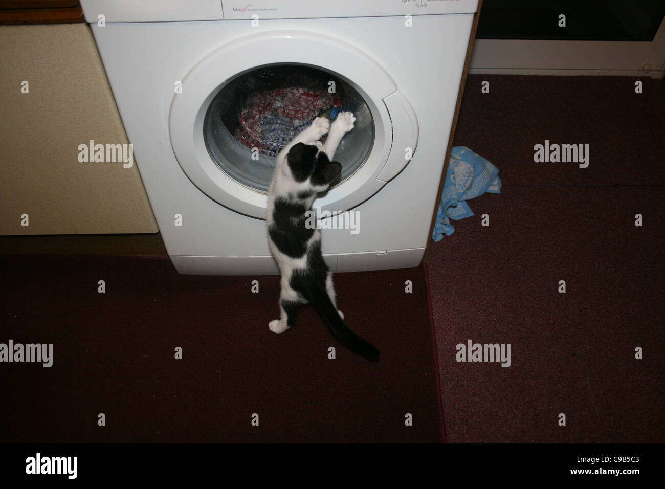 Chaton mâle noir et blanc chat jouant regardant lave en machine à laver. Banque D'Images