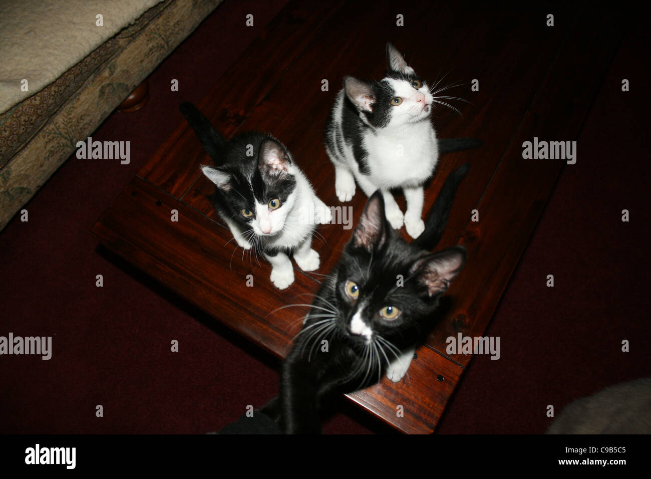 Deux chats chaton noir et blanc un noir kitten cat avec nez blanc assis sur une table basse en bois sombre. Banque D'Images