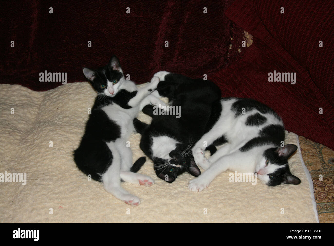 Trois chats chaton noir et blanc sur molleton blanc avec coussins rouge foncé derrière Banque D'Images
