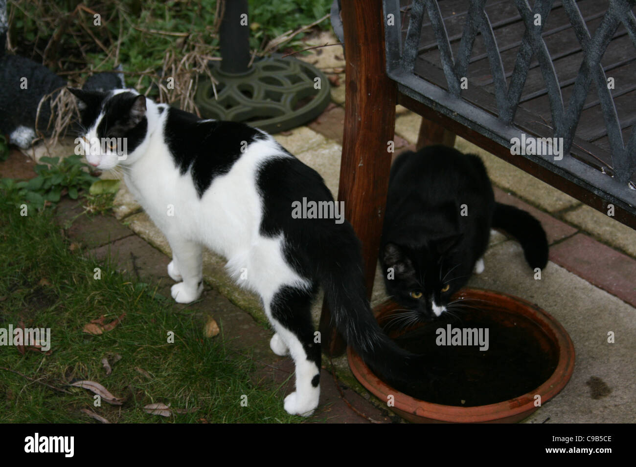 Chat Mâle Blanc Et Noir Dans Jardin Avec Chat Mâle Noir Pot