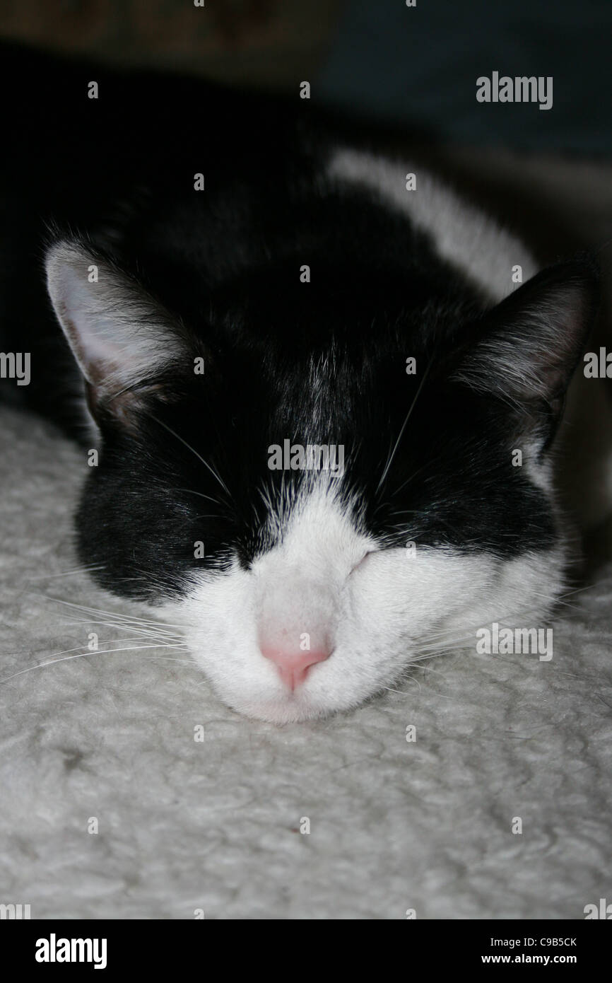 Chat Femelle Noir Et Blanc Endormi Sur Molleton Blanc Photo Stock Alamy