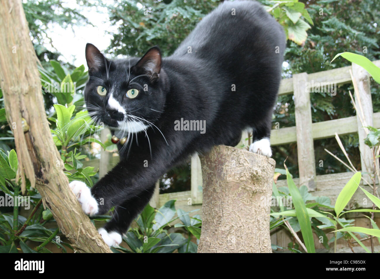 Chat Male Noir Avec Blanc Nez Pattes Et Menton Dos Jambes Debout Sur Souche D Arbre Jambes Avant Pret A Monter Photo Stock Alamy