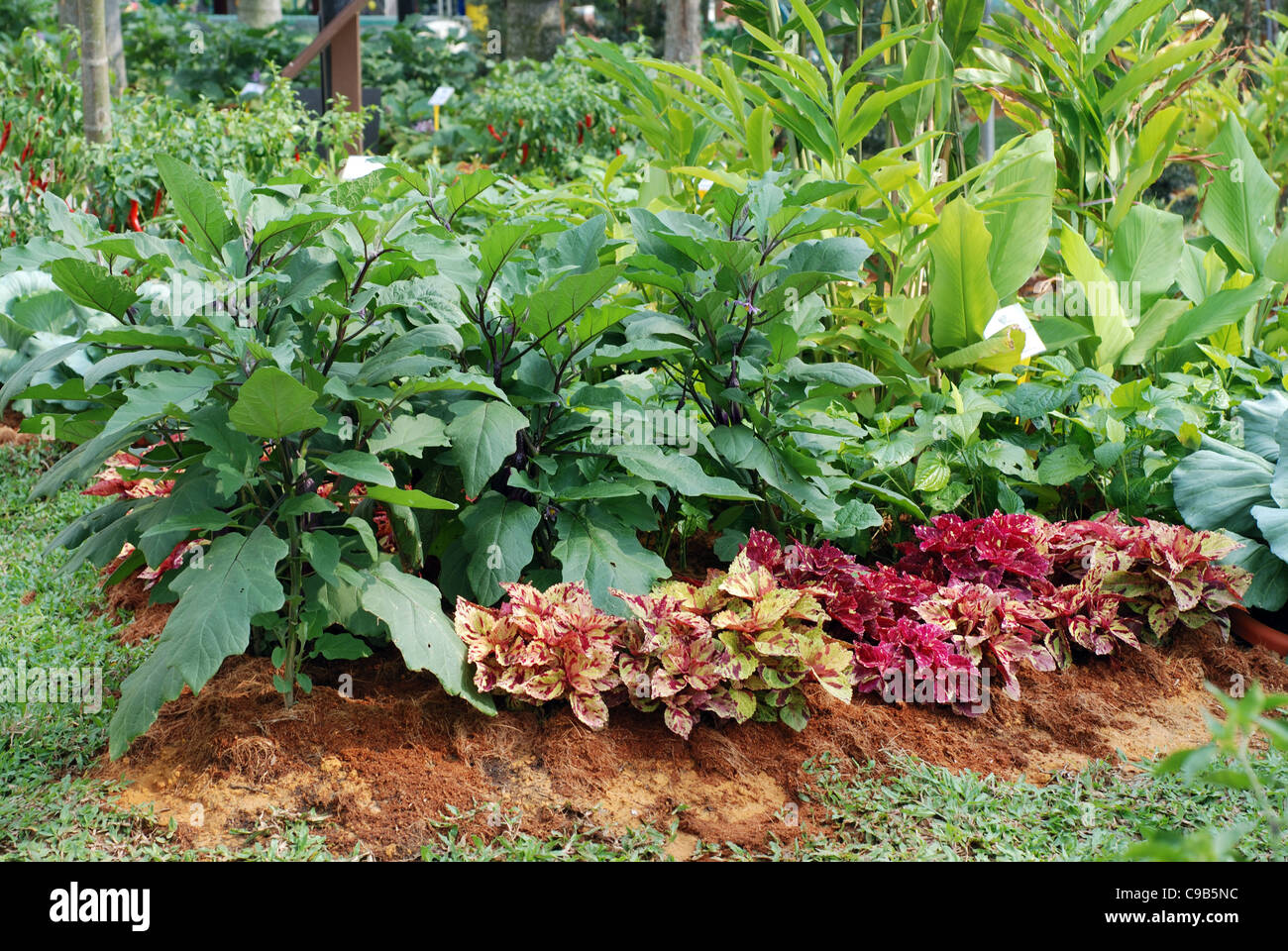 Divers types de légumes dans le jardin d'accueil Banque D'Images