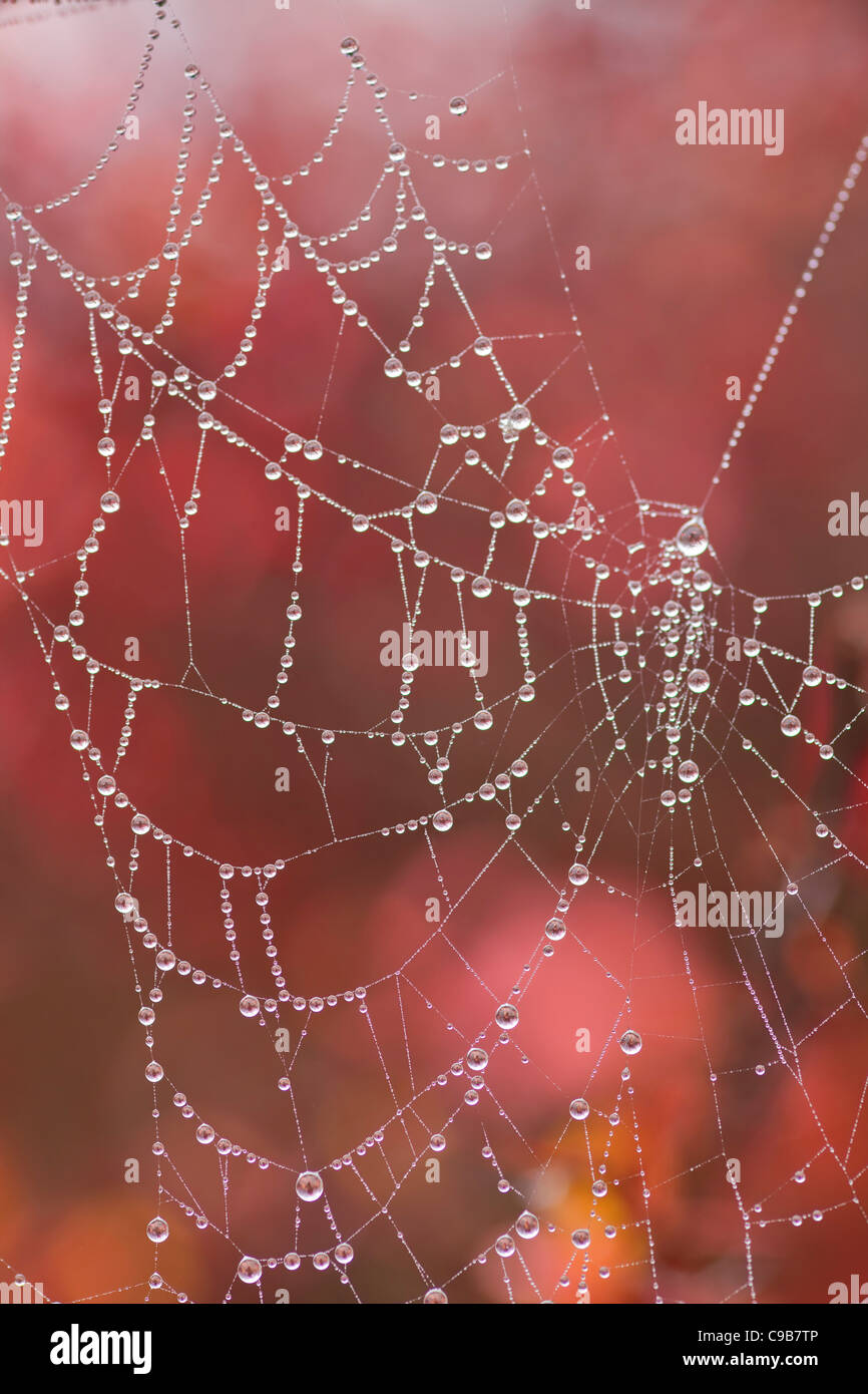 Spider web contre un feuillage rouge fond avec de lourdes la saturation de la rosée par temps brumeux au début de l'hiver Banque D'Images