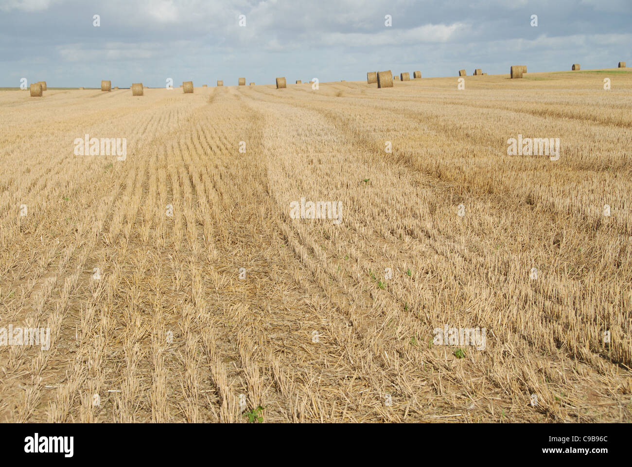 Balles de blé sur un champ de maïs après la récolte d'automne en Picardie, dans le nord de la France Banque D'Images